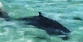 Что происходит на видео? Срочно требуется кэп ...