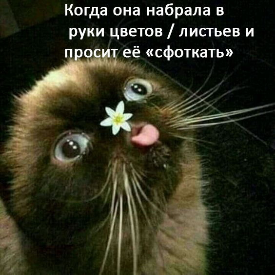 Женщины - они как кошки № 2