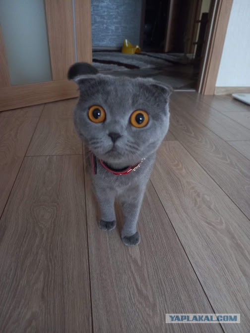 Погнали! С котовторником, други!