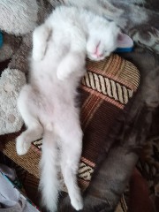 Мой самый первый КОТовторник!