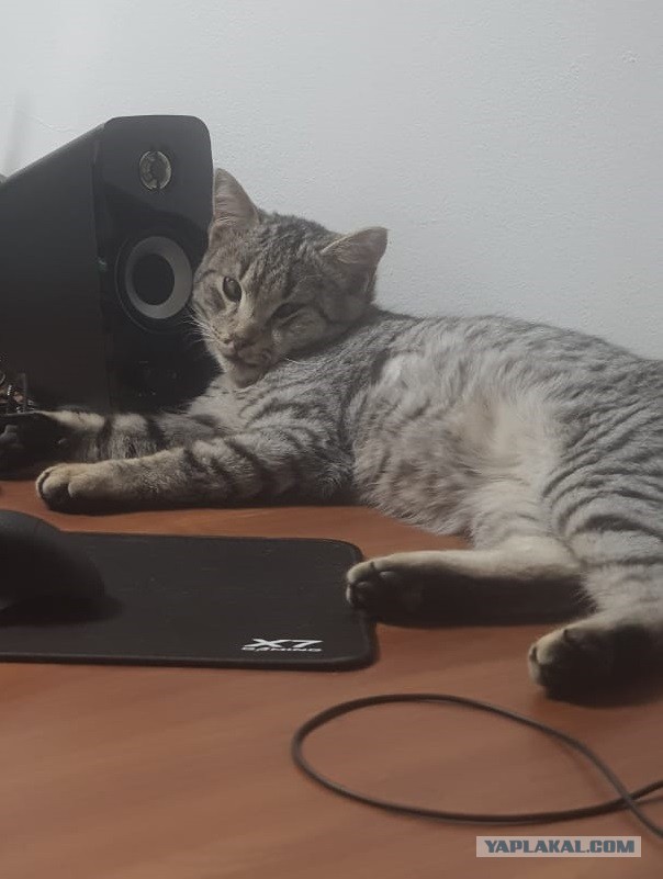 Сколько у кошек жизней?