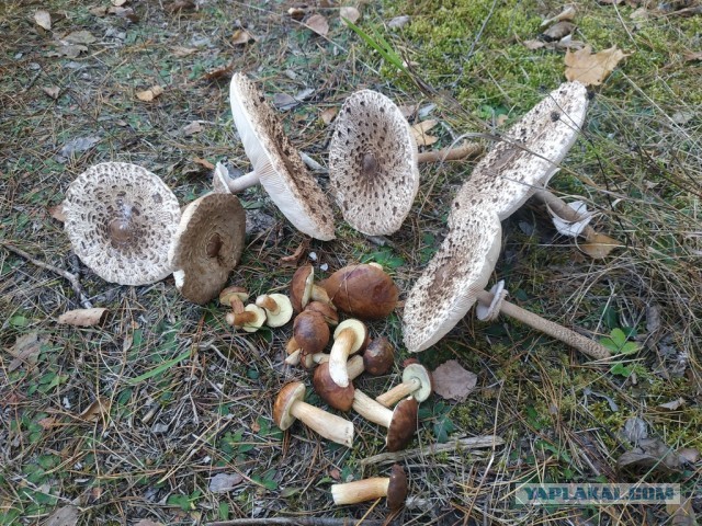 ЯП кругосветка. Этот проект завершился!