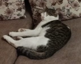 А вот и котовторник 24.05.2022