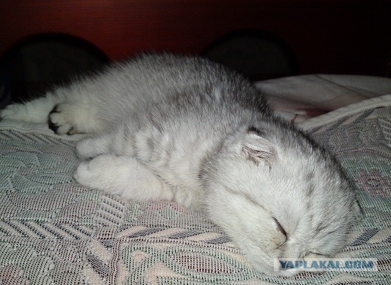 Котовторник 16.04.2013