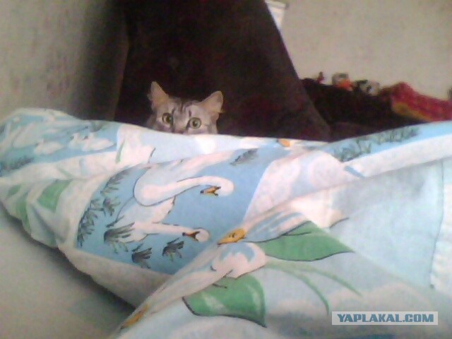 Котовторник 30.04.2013