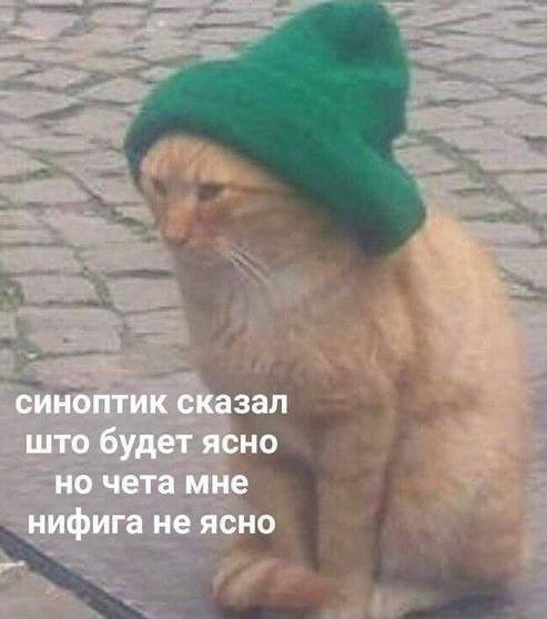 Финалисты фотоконкурса смешных домашних животных