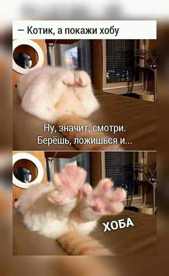 К котовторнику: подборка картинок-баянов с котиками и про котиков. Выпуск 13