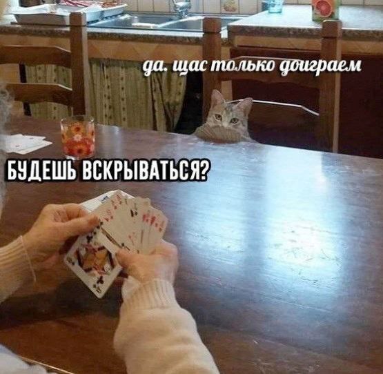 К котовторнику: подборка картинок-баянов с котиками и про котиков. Выпуск 16.