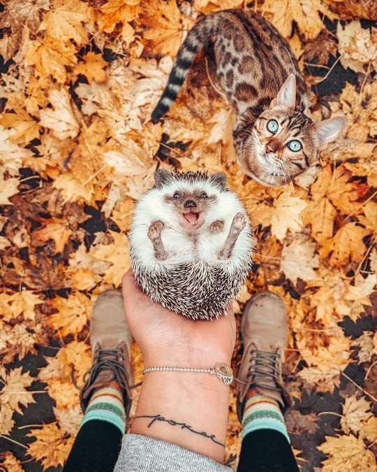 Осенний кот