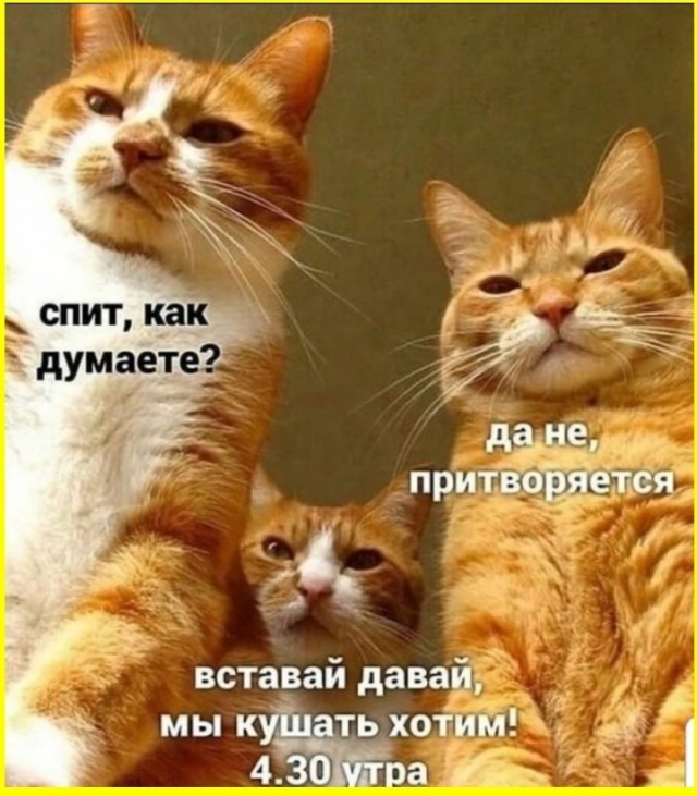 К котовторнику: подборка картинок-баянов с котиками и про котиков. Выпуск 20.