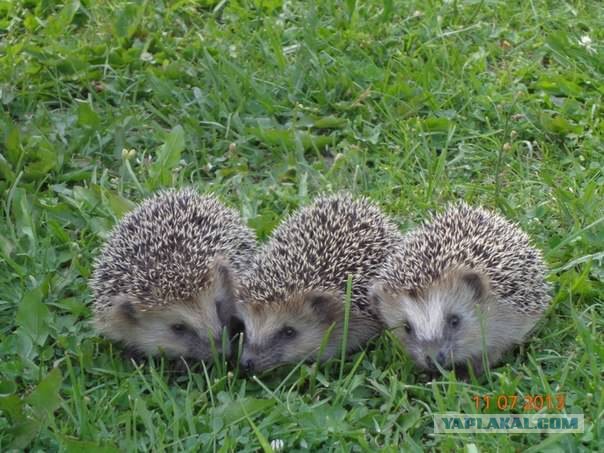 Нашествие ежей