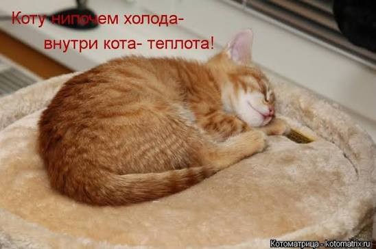 Котейка через тепловизор
