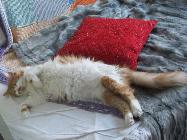 Котовторник 29.10.2013