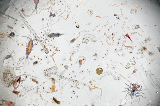 Капля морской воды под микроскопом...