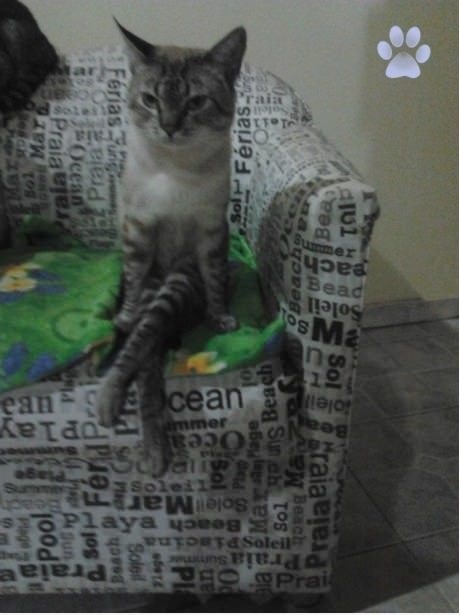 Упоротая лиса одобряет