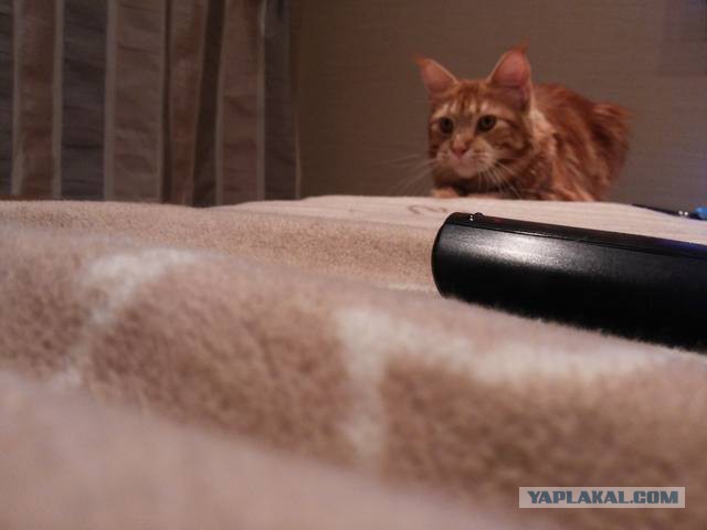 Котовторник 25.02.2014