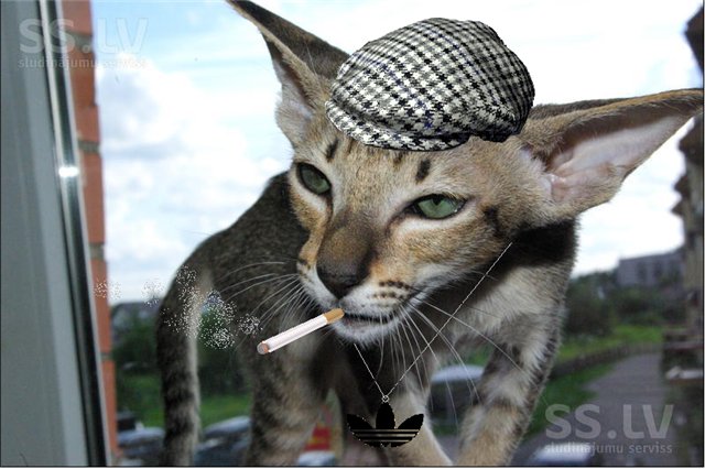 Моя кошка гопник!
