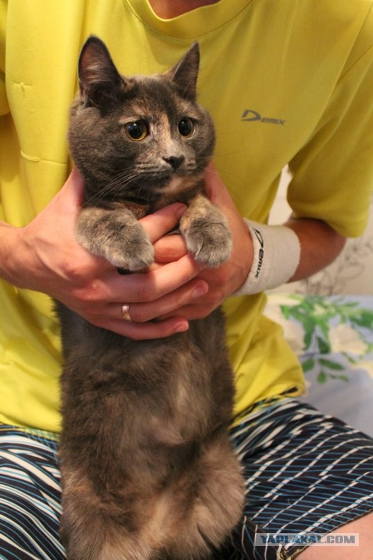 Моим котам