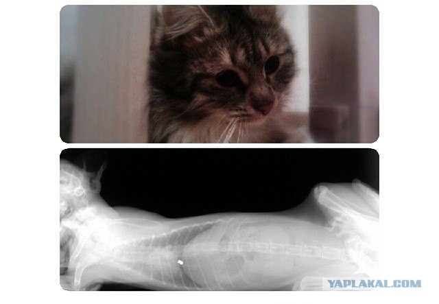 Котовторник