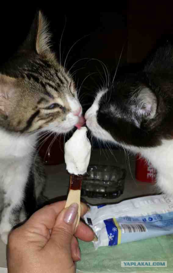Котовторник