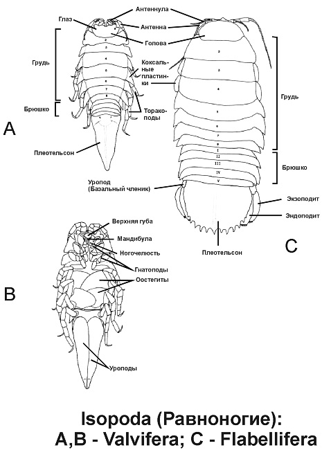 Строение мокрицы. Внешнее строение мокрицы. Мокрица органы дыхания. Внешнее строение морского таракана. Мокрица морфология.