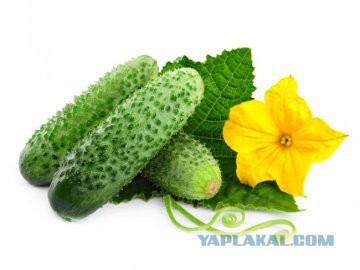 Хаски скандалит