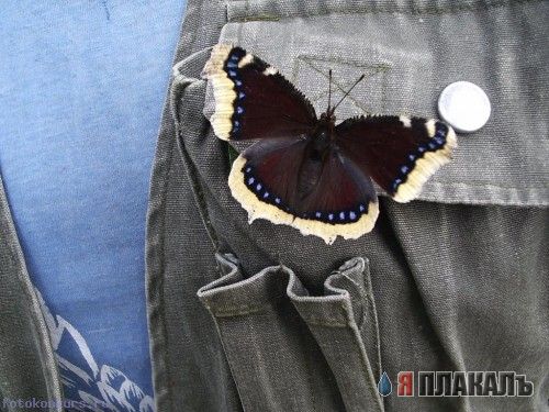 НАСЕКОМЫЕ. Мухи, бабочки, мотыльки, моль, и все летающие твари, пауки