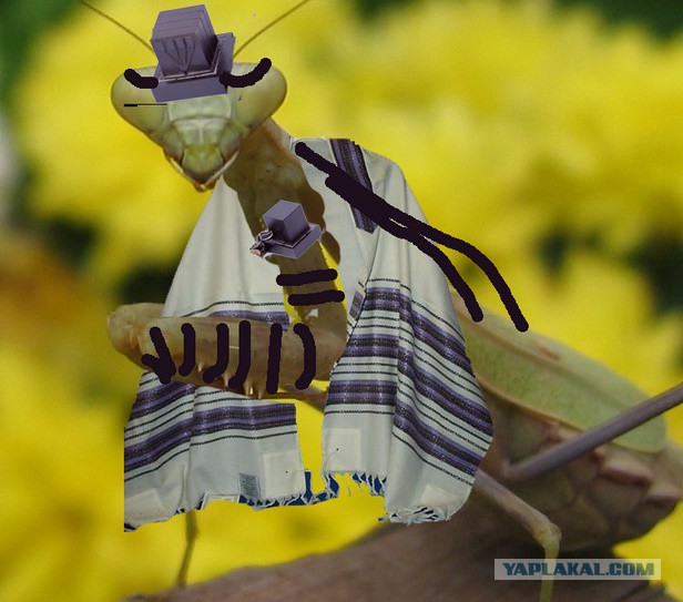 Богомол прыгнул на лицо мальчика