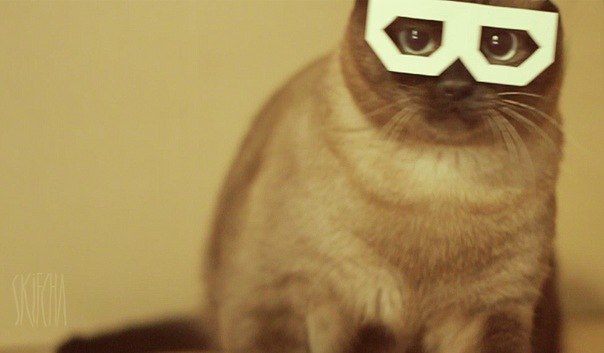 12 самых популярных котов интернета