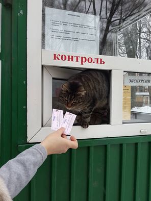 Котовторник 23.02.2016