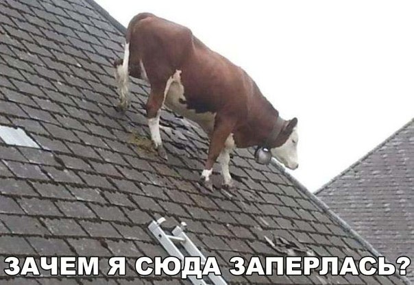 Мохнатые беспредельщики