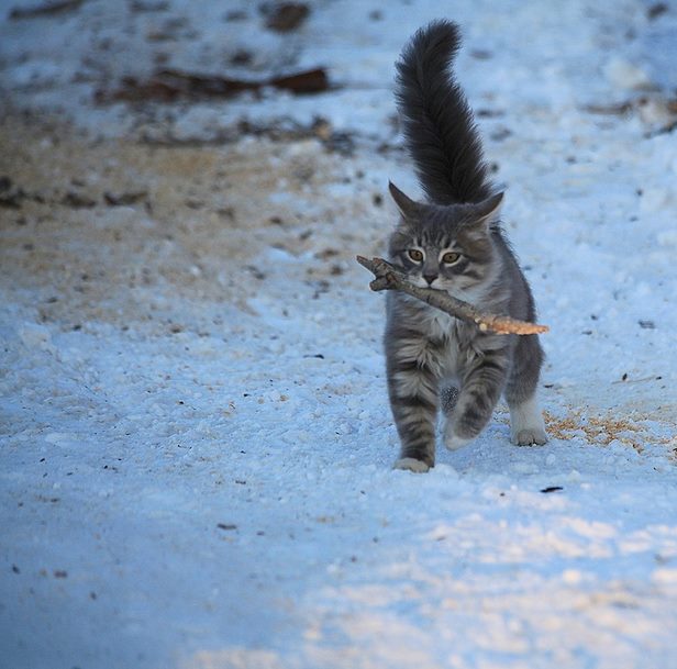 Кот, которого явно воспитывали собаки