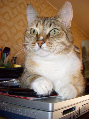 Вторничный котомёт