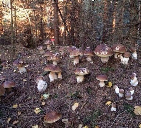 Иностранцы в России. Подслушано