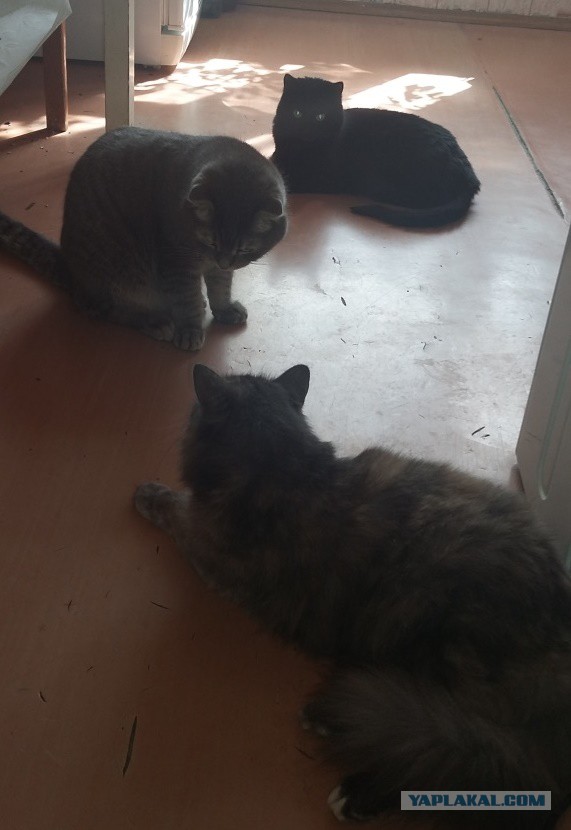 Котовторник 07.06.2016