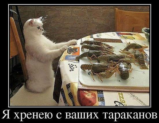 Прикольные животные