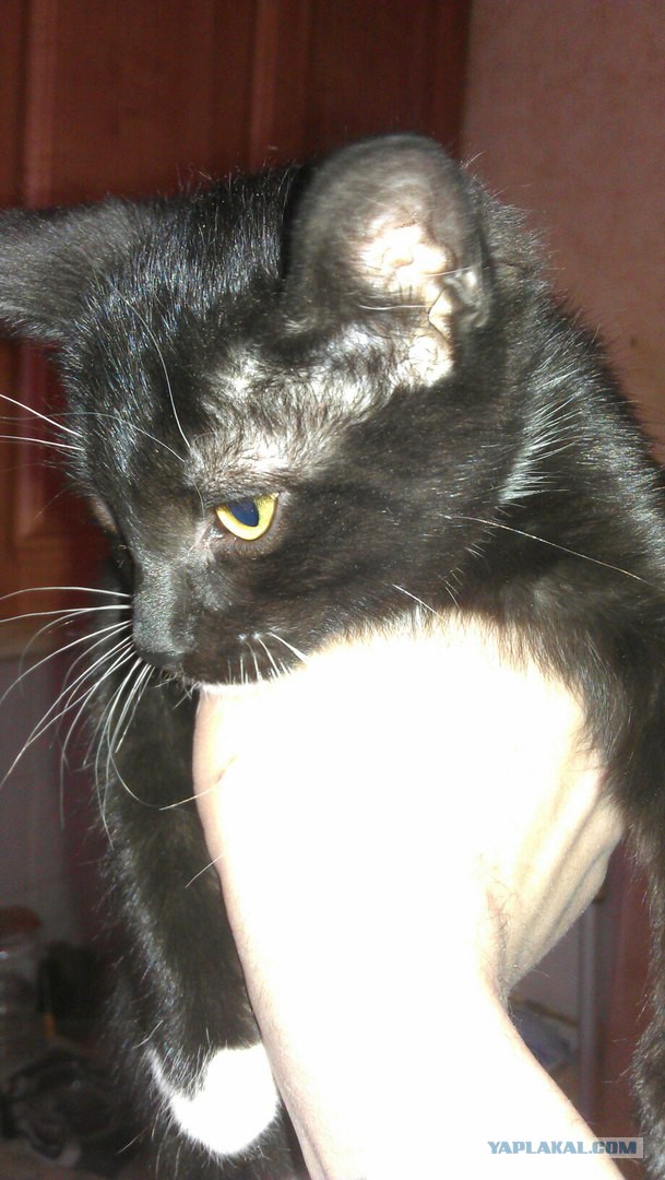 Котовторник 01.11.2016 г.