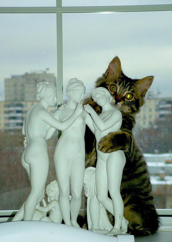 Коты и Кошки