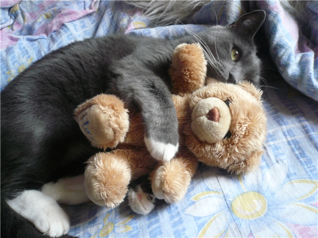 Коты и Кошки