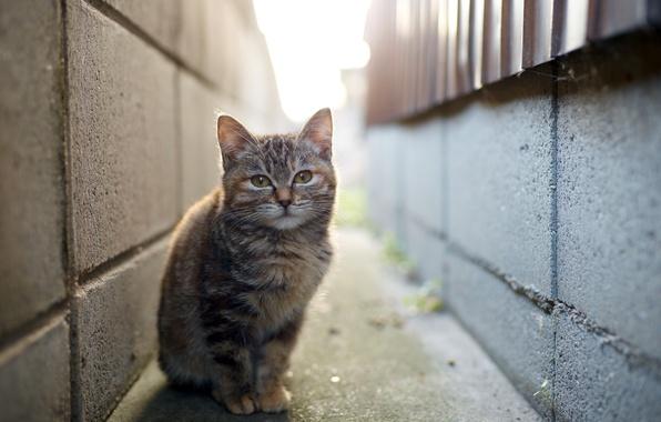 Коты и Кошки