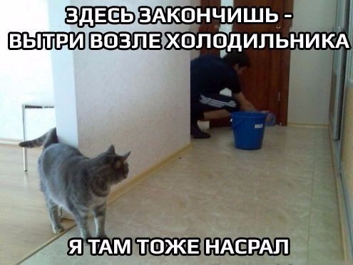 24 кота, которые подняли дерзость на новый уровень