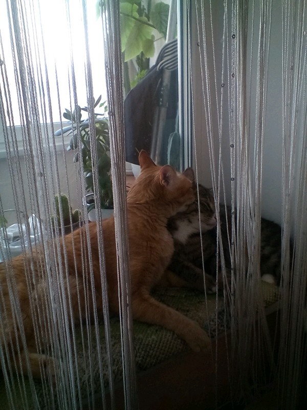 Коты и Кошки