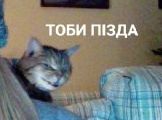 25 коварных кошек, задумавших тайно убить своих хозяев