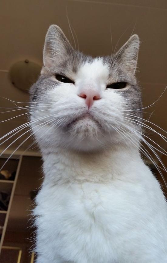 Котовторник!