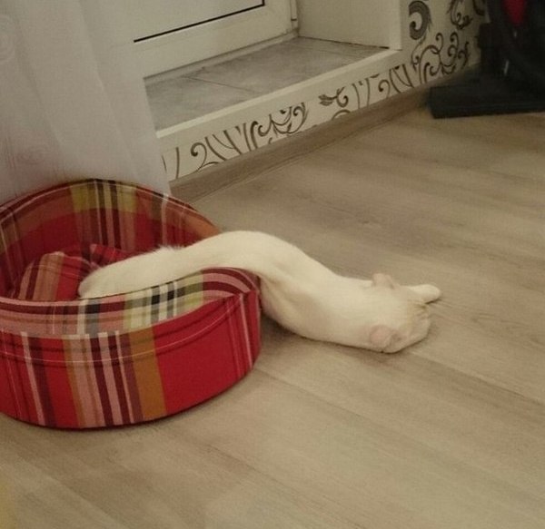 Прикольных котов пост