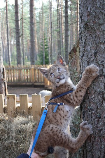 Живность из сети