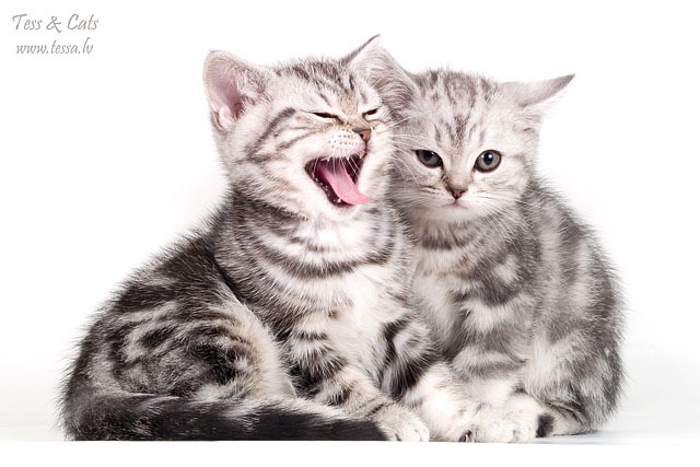 Прикольные коты на среду! ОЧЕНЬ МНОГО! Часть 2