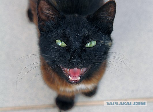 УРРААА ! Котовторник на ЯПлакалъ !