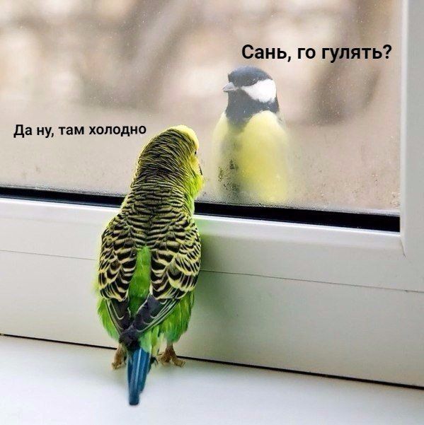 Живность из сети