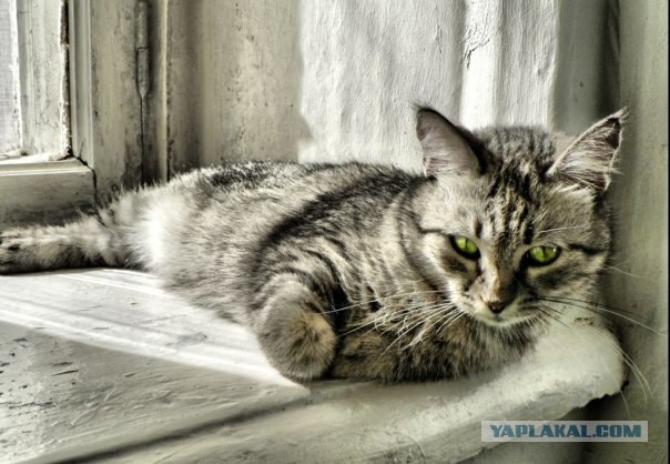 Котовторник (20.01)